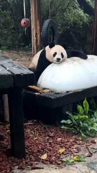 国庆：什么登西？！谁要害我#大熊猫国庆