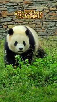 宝力多么可爱的熊猫宝宝，看一眼少一眼再看就难了！此刻就在我身边！他日远渡重洋这就是我的思念和回忆！