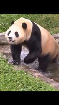 福宝进水池逛了一圈,#大熊猫福宝 