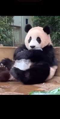 #可爱的大熊猫,#最好听的声音喊福宝,#听不够那一句福宝