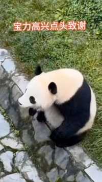 可爱超乖的小宝力，致谢姨姨们的关心#大熊猫宝力