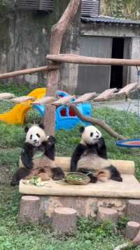 两兄妹超正面吃播，一幅岁月静好模样#大熊猫渝可渝爱