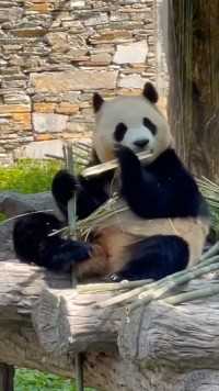 聪明的福宝，脚脚勾住，手手护住！反正竹子不能掉！ #大熊猫福宝