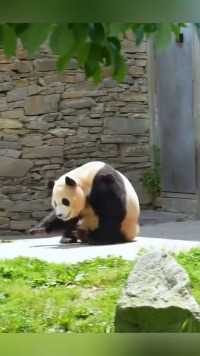 女明星的出场方式就是这么别具一格,#大熊猫福宝 