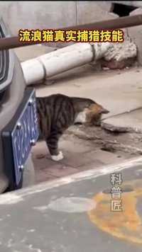  流浪猫 -喂我_请您尊重一下我的DNA!