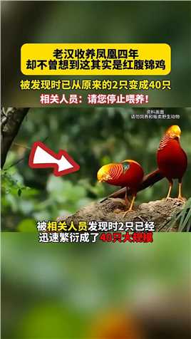 老汉收养凤凰四年却不曾想到这其实是红腹锦鸡，被发现时已从原来的2只繁衍成40只大规模