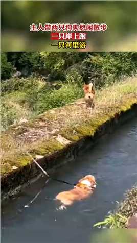 主人带两只狗狗悠闲散步，一只岸上跑，一只河里游！