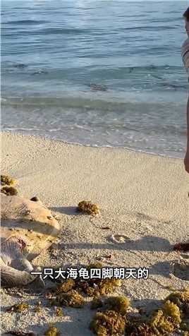海龟四脚朝天搁浅在沙滩上，好心小哥上前救助