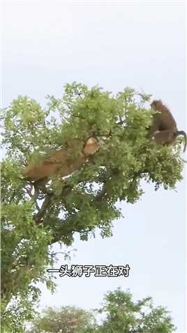 狒狒遭狮子追杀，躲在树上瑟瑟发抖