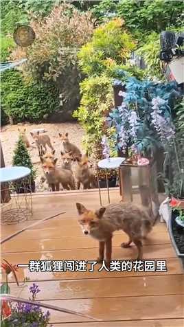 狐狸闯进人类后院，向屋主讨要食物野生零距离