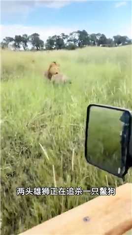 两头雄狮追杀鬣狗，鬣狗被按在地上摩擦