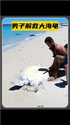 海龟四脚朝天搁浅在沙滩上，好心男子将它解救