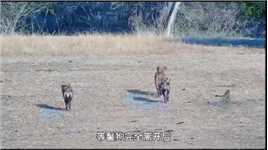 水牛被鬣狗群包围，关键时刻躲到了水里，最后成功逃过一劫