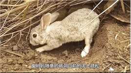 为了保护幼崽的安全，兔妈妈竟将小兔子活埋，这到底是为何？