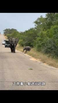 象妈妈带小象赶路，小象一路上充满好奇