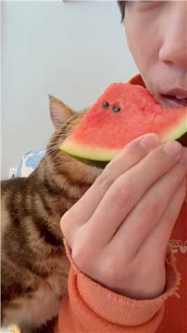 夏天来了，谁还没吃过西瓜呢？原来猫咪也要过夏天！