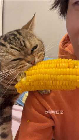 猫咪都这么爱吃玉米吗？还要边吃边唱歌！贪吃猫