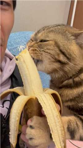 刚从冰箱拿出来的香蕉，这家伙非要抢一口，这下被冰到牙了吧哈哈~贪吃猫