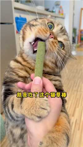 这是我见过最大的猫草棒了！不爱吃猫草的猫咪快看过来啦~沉浸式吃东西