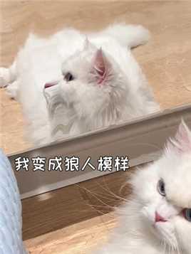 当小猫咪第一次照哈！哈！镜！