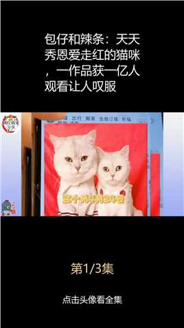 包仔和辣条：天天秀恩爱走红的猫咪，一作品获一亿人观看让人叹服