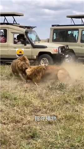 雄狮抢夺猎物