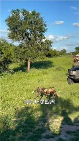 鬣狗抢夺猎物