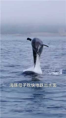 海豚母子享受换气时光