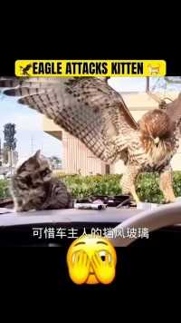 猫头鹰捕食车内的宠物猫