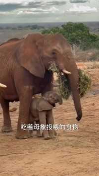 母象投喂食物