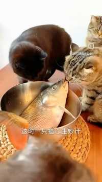 猫盯着碗里的鱼，鱼跑了，猫吓一跳