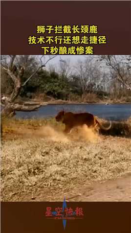 狮子拦截长颈鹿，技术不行还想走捷径，下秒酿成惨案！