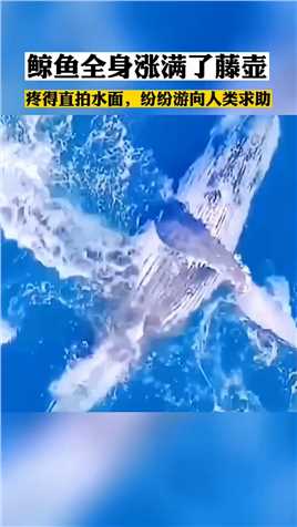 鲸鱼全身涨满了藤壶，疼得直拍水面，纷纷游向人类求助