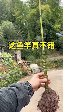 这竹子做的鱼竿大家觉得怎么样？