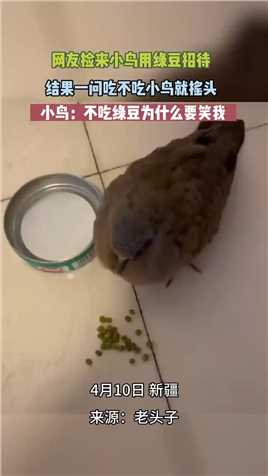 网友捡来小鸟用绿豆招待