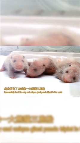 广州红幸福城中国广州发布全球唯一熊猫三胞胎（存活）萌萌，帅帅，酷酷。