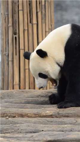 当熊猫有了偶像包袱#熊猫能量社区