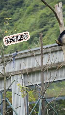 熊猫：来人啊！护驾！有鸟偷袭我！