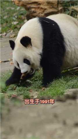 【熊猫简介】不老女神——英英。#熊猫能量社区