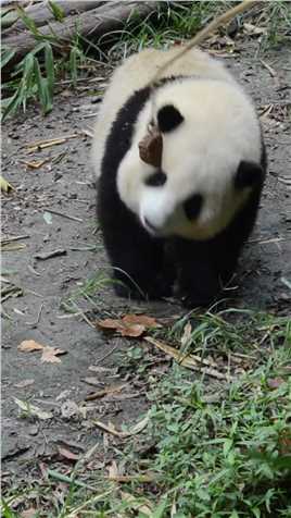 想咬花花鼻子的第一天#大熊猫和花#熊猫能量社区