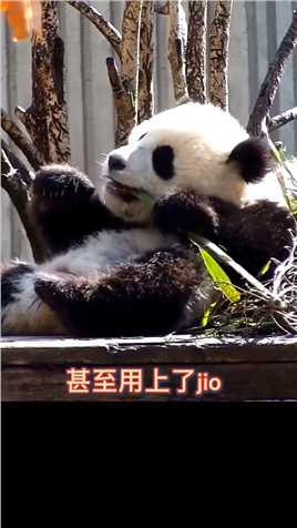 这可能是一只假熊猫，扮演熊猫一天100，扮吃竹子300。舌尖上的熊猫#熊猫能量社区