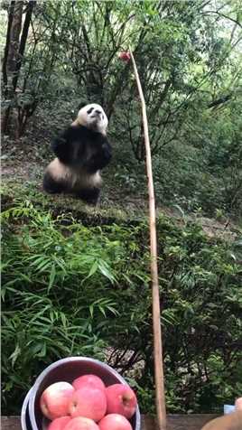 扮熊猫一天200，吃竹子300，吃苹果100。熊猫的三种“形态”#熊猫能量社区