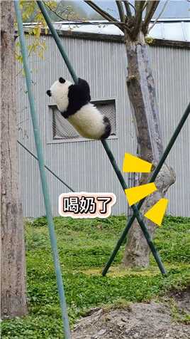 熊猫：不管我身在何方，我心里都会装着奶爸奶妈的，叫一声我就回来。#熊猫能量社区熊猫文化社区