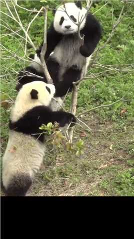 这都是树的锅！为啥不长高一点，连累本熊爬不上去！#熊猫能量社区