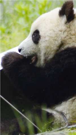 食铁兽的传说竟然是真的！古人诚不欺我！#熊猫能量社区熊猫文化社区