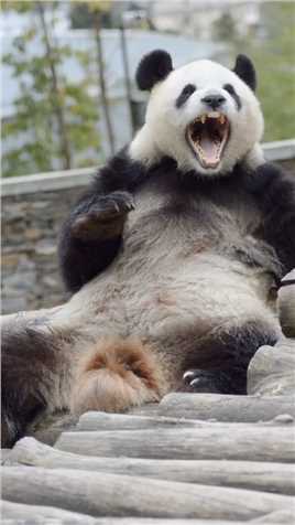这次来没看见汉媛，好想念我的心上熊啊！#熊猫能量社区熊猫文化社区