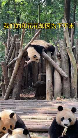 大熊猫和花：短jio的烦恼#大熊猫和花#熊猫能量社区