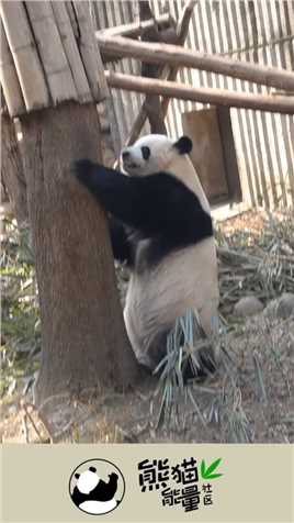 我发现，黑色+白色的动物，都不简单！#熊猫