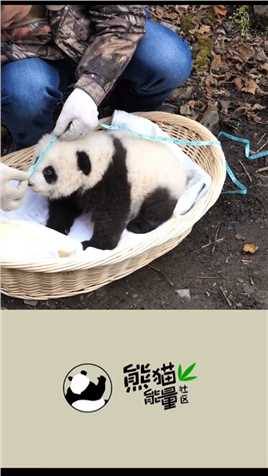 总觉得这只熊猫长地像某个人#萌宠成精了