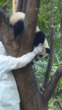 金宝：你最多能捉走我的身，捉不走我的心。#熊猫能量社区熊猫文化社区